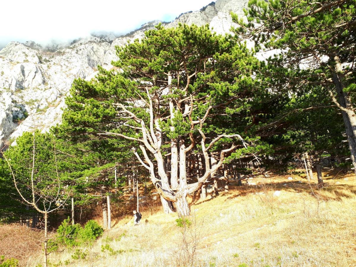 Apartman Taja Makarska Exterior photo